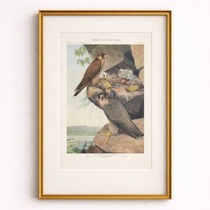 Antique Ornithological Bird Print Original hawk nest chicks